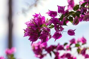 Zierpflanzen Blumen foto