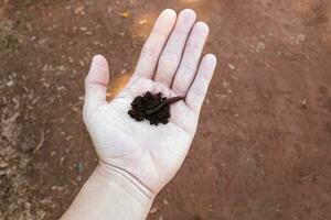 Hand mit Schmutz und Regenwurm foto