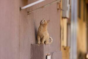 kleine Hauskatze foto