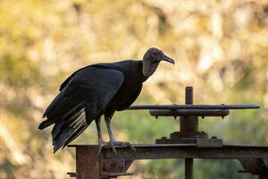 Tier schwarz Geier foto