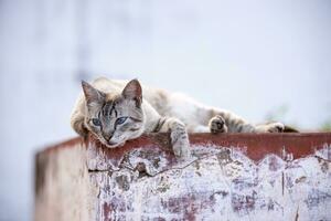 katzenartig Tier inländisch Katze verlassen foto