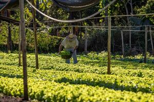 Farmer Ernte Gemüse Grüner Salat Pflanzen foto