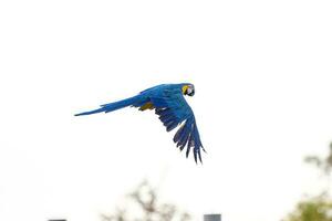 erwachsener blau-gelber Ara foto