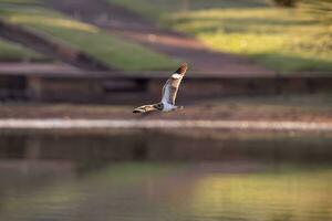 Tier Nacunda Nachtfalke im fliegen foto