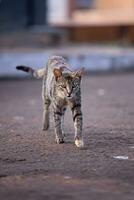 katzenartig Tier inländisch Katze verlassen foto