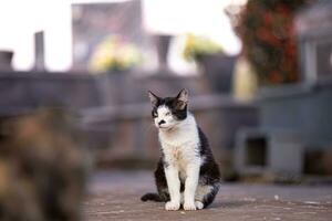 katzenartig Tier inländisch Katze verlassen foto