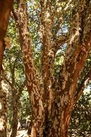 jabuticaba Baum Geäst foto