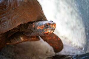 Erwachsene rot Fuß Schildkröte foto