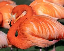 rot Flamingo, phoenicopterus ruber foto