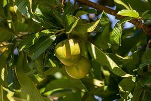 Elefant Apfel Obst Baum foto