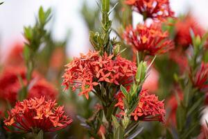 rote dschungelflammenpflanzenblume foto