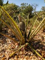 Ananas Pflanze im Plantage foto