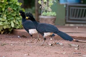 männlicher erwachsener kahlgesichtiger curassow foto