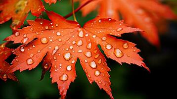 saisonal Ruhe Regen geküsst Orange Ahorn leagenerativ ai foto