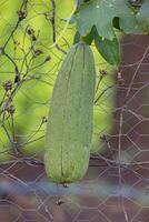 Schwamm Kürbis Pflanze Obst foto