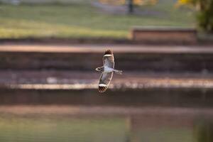 Tier Nacunda Nachtfalke im fliegen foto