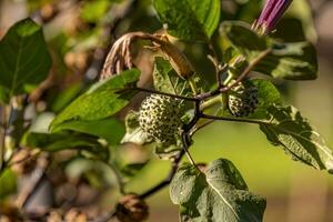 metel Teufel Trompete Obst Pflanze foto