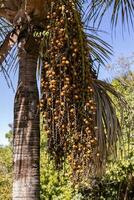 Früchte von das buriti Palme foto