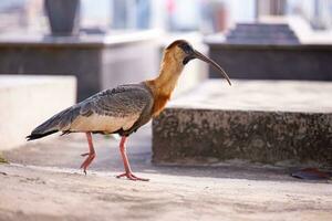 buffnecked ibis foto