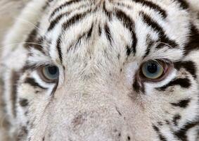 Weiß Bengalen Tiger Augen foto