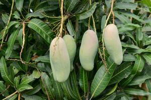 frisch Mango auf Baum foto