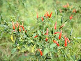 frisch Chili auf Baum foto