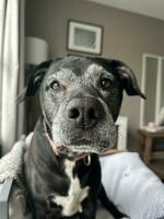 schwarz Labor Pitbull mischen Hund foto