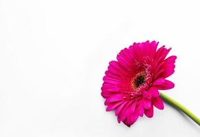 Gerbera-Blume auf einem weißen foto