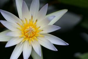 schön Weiß Lotus Blume mit Grün Blatt im im Blau Teich foto