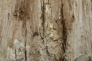 Rinde eines großen Baumes im Wald foto