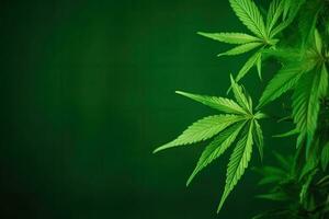 Grün Cannabis Blatt auf beschwingt Hintergrund zum cbd und Hanf Produkte foto