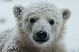 bezaubernd Baby Polar- Bär spielen im schneebedeckt Winter Wunderland foto