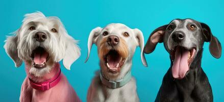 bunt postmodern vier Hunde mit öffnen Münder foto