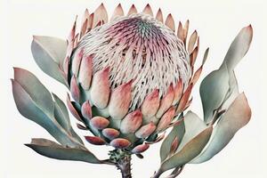 Aquarell Protea Blüten auf Weiß Hintergrund foto