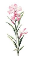 exotisch Oleander Sammlung im modern Aquarell Stil auf Rosa und Weiß Hintergrund generativ ai foto