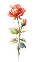 klassisch rot und Weiß Rose Strauß auf isoliert Aquarell Hintergrund im zeitgenössisch Stil perfekt zum Gruß Karten und Einladungen generativ ai foto