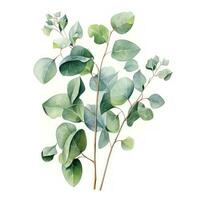 elegant Aquarell Eukalyptus Clip Art auf Weiß Hintergrund ai generiert foto