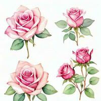 Rosa Aquarell Rosen Clip Art foto