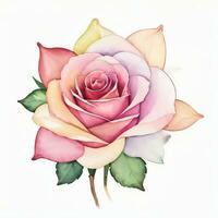 Rosa Aquarell Rosen Clip Art foto