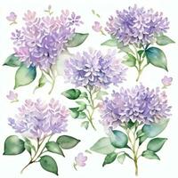 Aquarell lila Blumen Clip Art foto