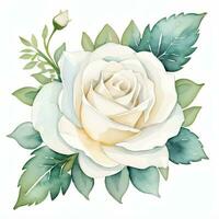 Weiß Aquarell Rosen Clip Art foto