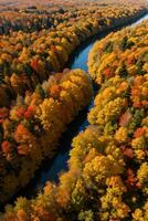 Foto von das Herbst Wald Drohne Aussicht