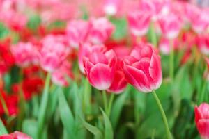 schöne rote Tulpen, Blumenhintergrund