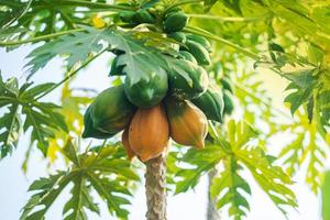 gelbe und grüne Papaya am Baum foto