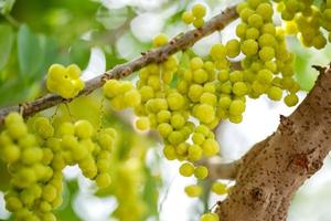 Sternstachelbeerfrucht am Baum foto