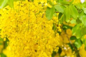 goldener Schauerbaum, gelber Blumenhintergrund foto