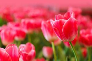 schöne rote Tulpen, Blumenhintergrund