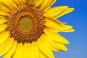 Nahaufnahme der schönen Sonnenblumenblüte am blauen Himmel foto