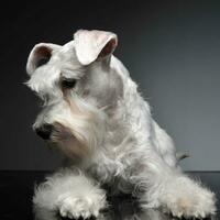 Süss Weiß Miniatur Schnauzer im das grau Foto Studio