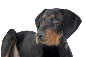 Studio Schuss von ein bezaubernd und neugierig Erdelyi kopo Hund foto